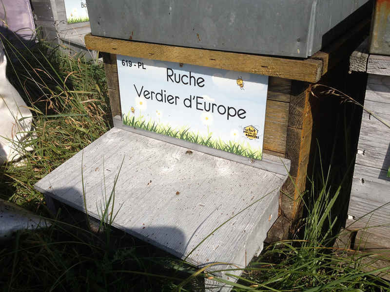 La ruche Verdier d europe