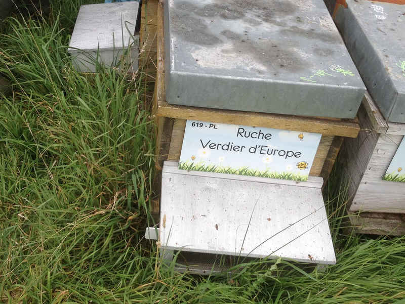 La ruche Verdier d europe