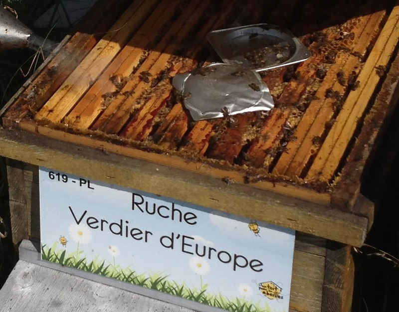 La ruche Verdier d europe