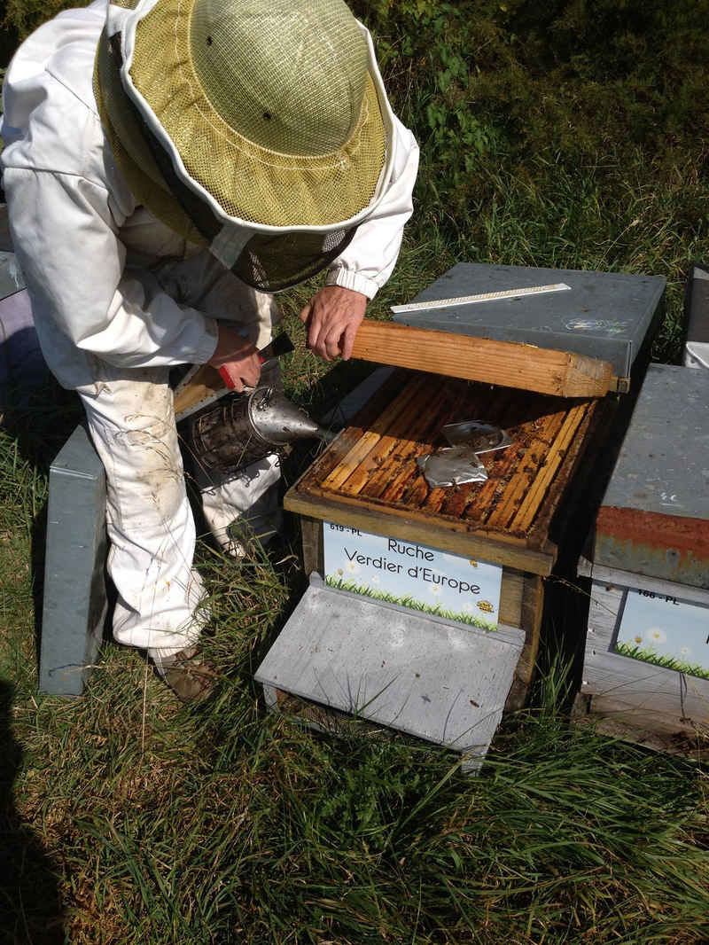 La ruche Verdier d europe