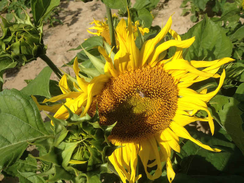 La ruche Verdier d europe