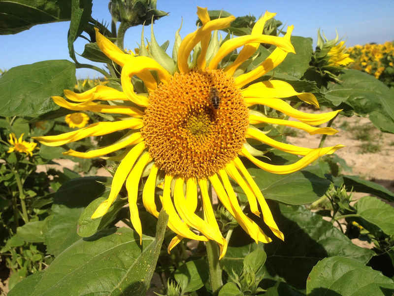 La ruche Verdier d europe