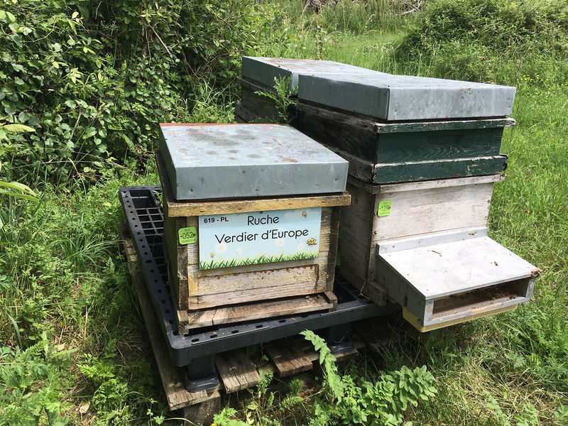 La ruche Verdier d europe