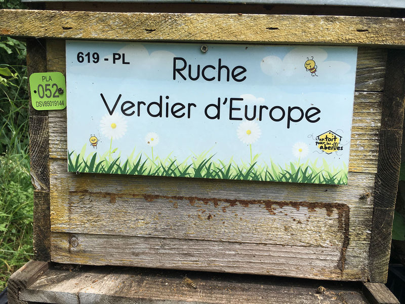 La ruche Verdier d europe