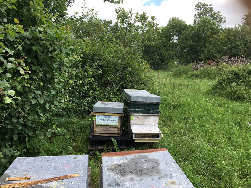 La ruche Verdier d europe