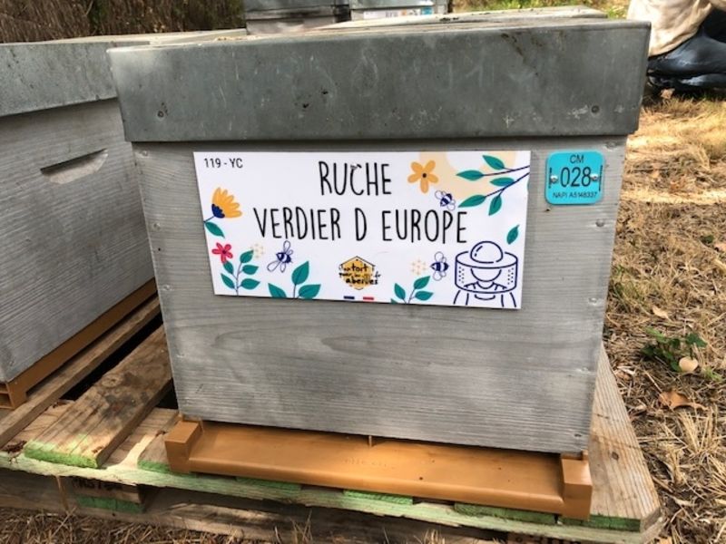 La ruche Verdier d europe