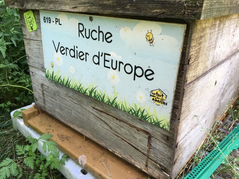La ruche Verdier d europe