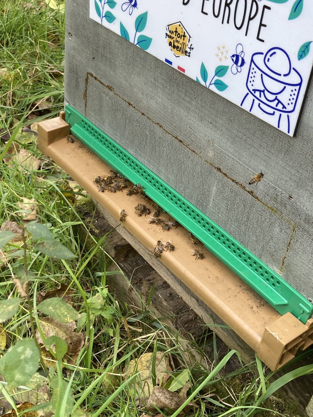 La ruche Verdier d europe