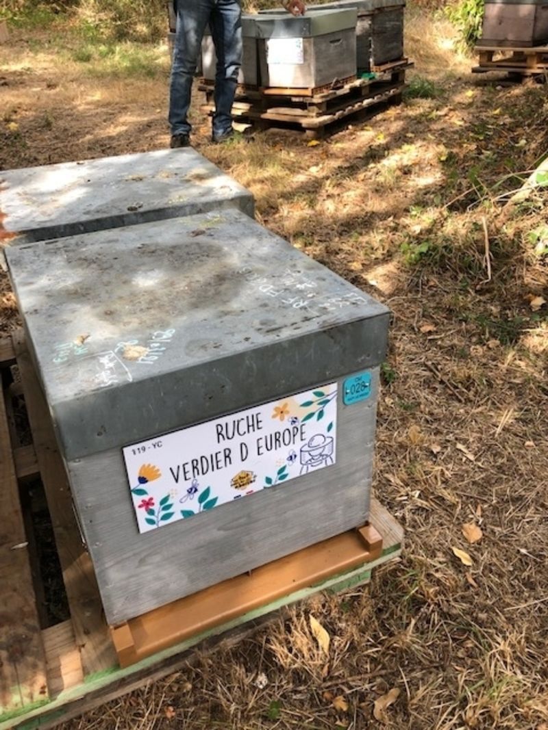 La ruche Verdier d europe