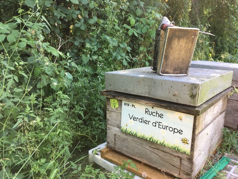 La ruche Verdier d europe