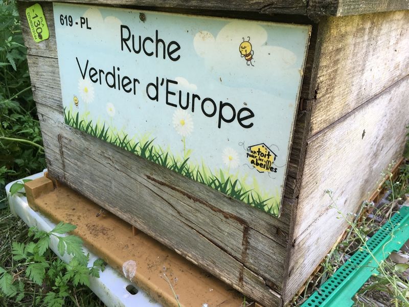 La ruche Verdier d europe