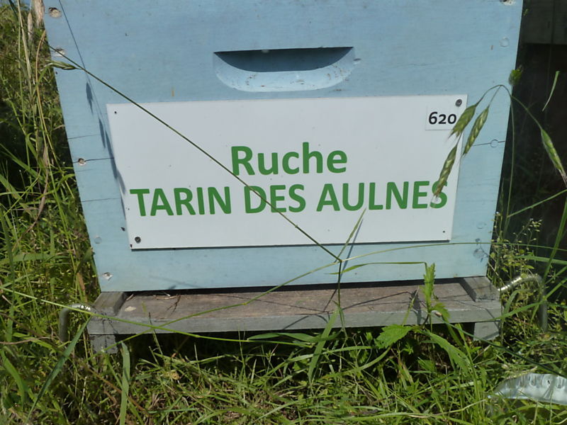 La ruche Tarin des aulnes