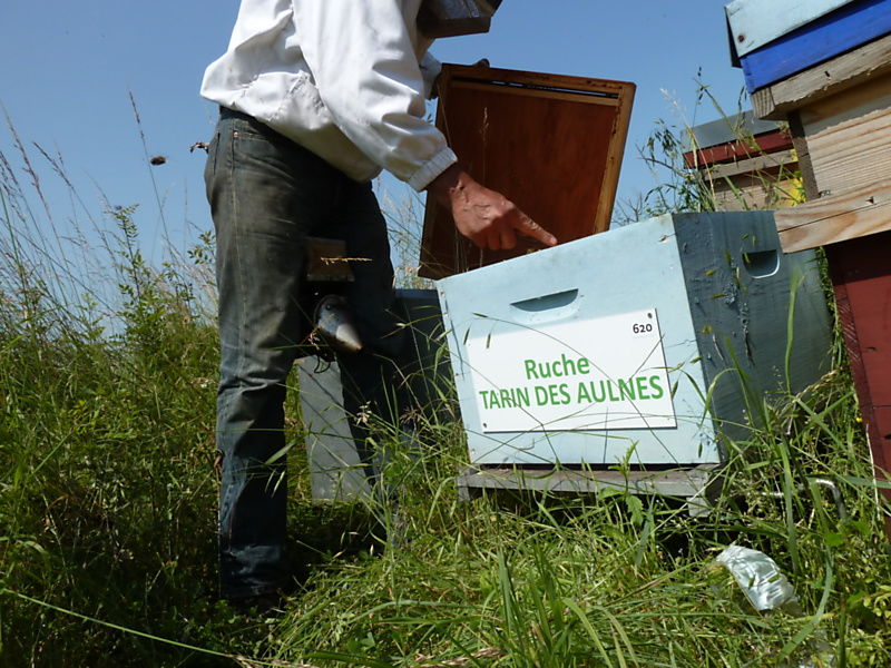 La ruche Tarin des aulnes