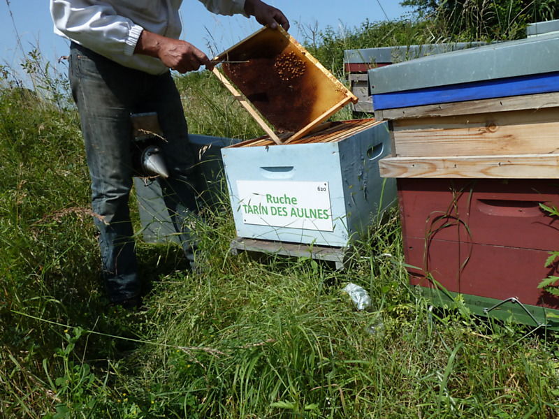 La ruche Tarin des aulnes