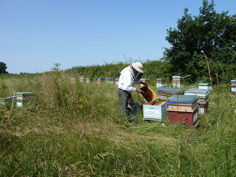 La ruche Tarin des aulnes