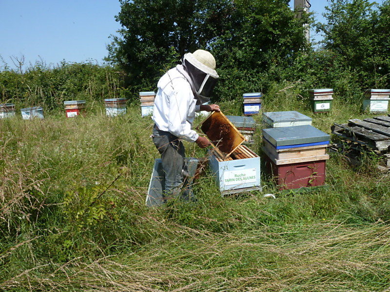 La ruche Tarin des aulnes
