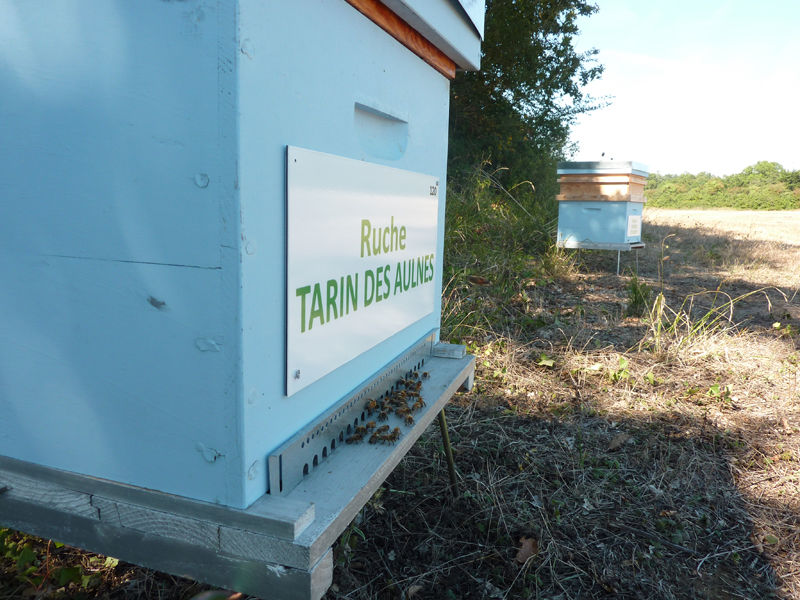 La ruche Tarin des aulnes