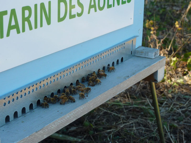 La ruche Tarin des aulnes