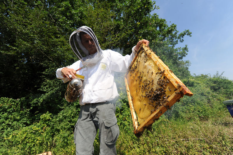 La ruche Tarin des aulnes