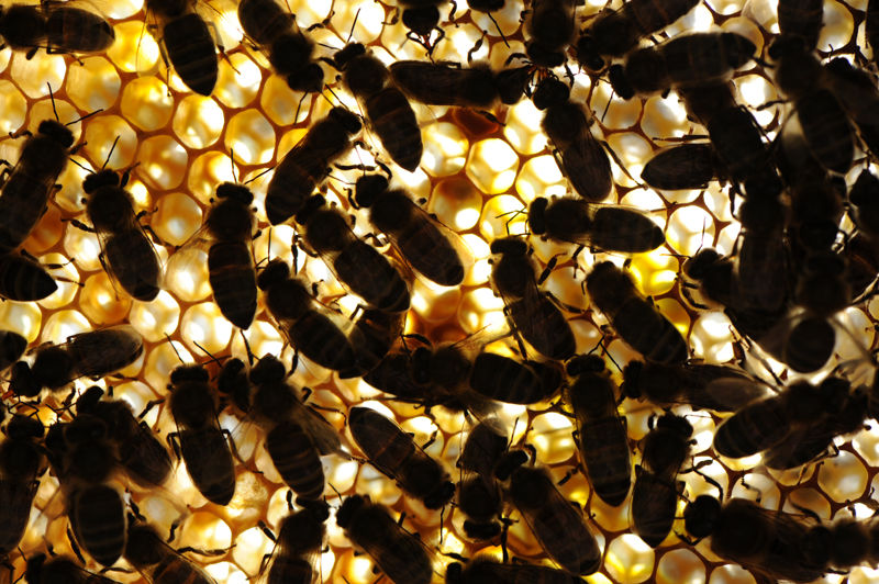 La ruche Tarin des aulnes