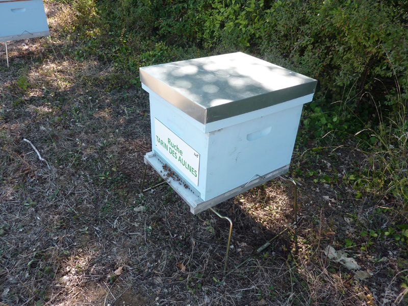 La ruche Tarin des aulnes