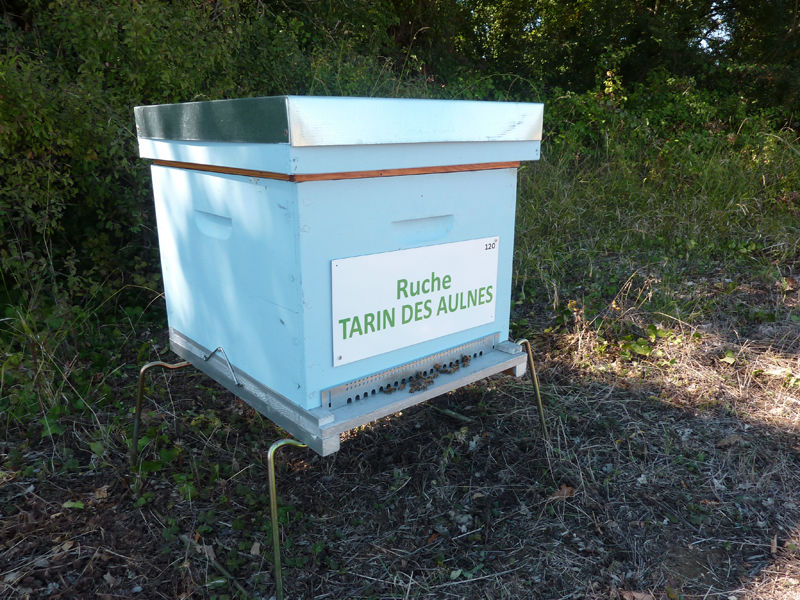 La ruche Tarin des aulnes