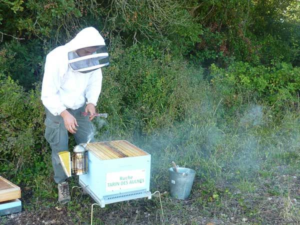 La ruche Tarin des aulnes