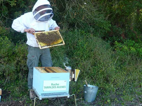 La ruche Tarin des aulnes