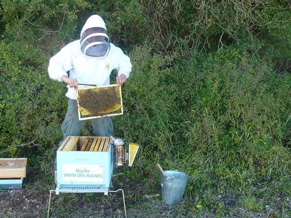 La ruche Tarin des aulnes