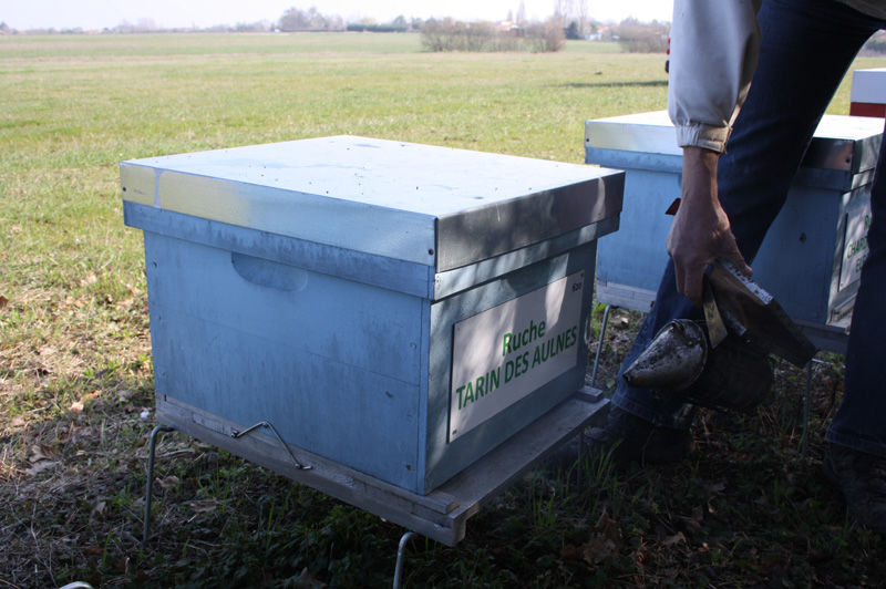 La ruche Tarin des aulnes