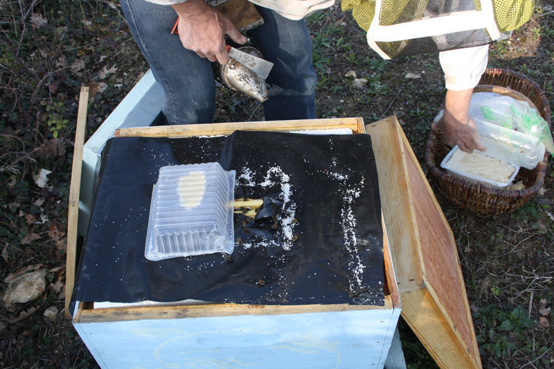 La ruche Tarin des aulnes