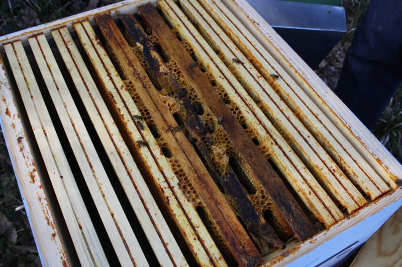 La ruche Tarin des aulnes