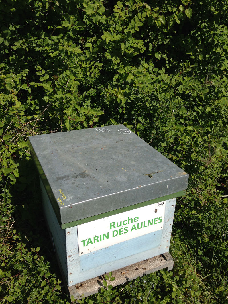 La ruche Tarin des aulnes