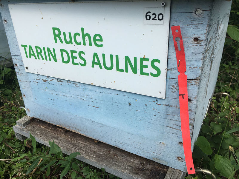 La ruche Tarin des aulnes