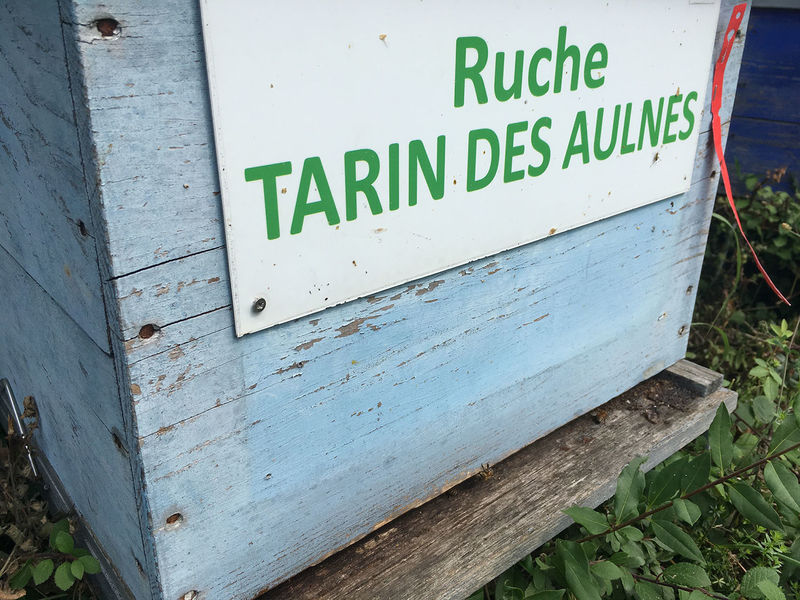 La ruche Tarin des aulnes