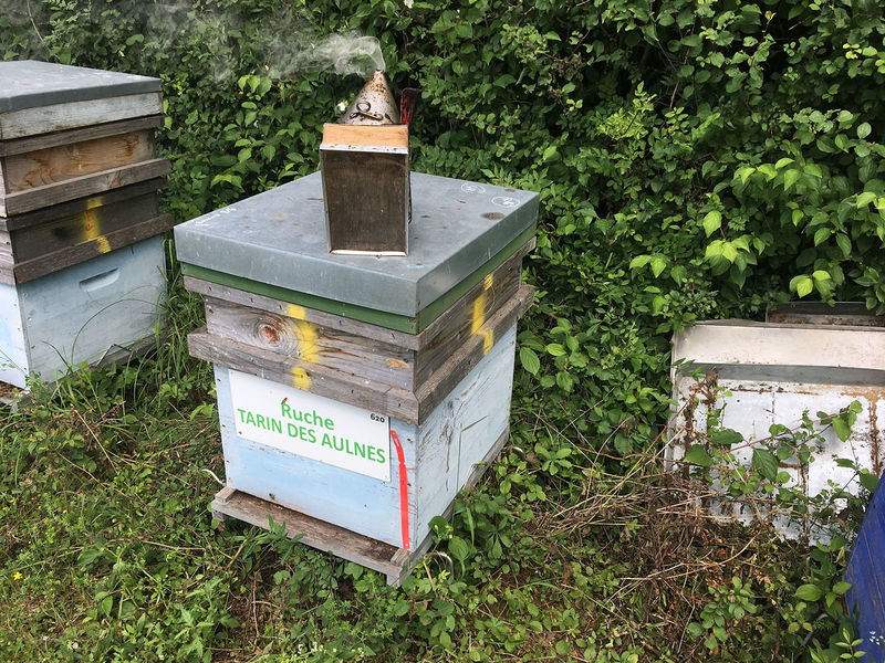 La ruche Tarin des aulnes