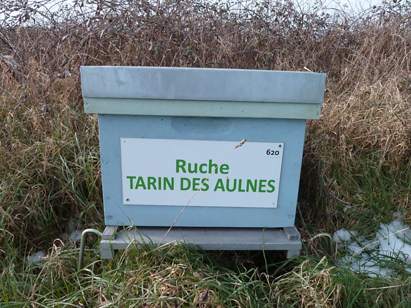 La ruche Tarin des aulnes