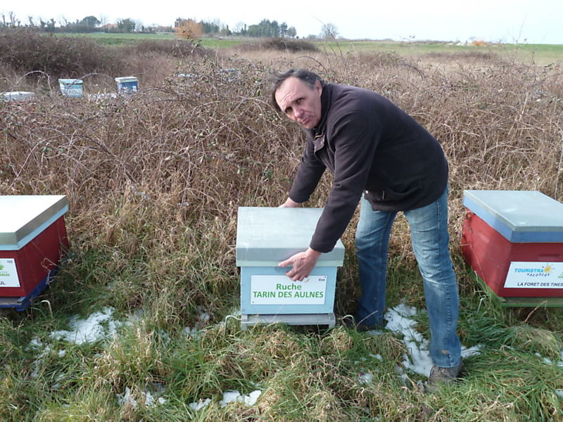 La ruche Tarin des aulnes