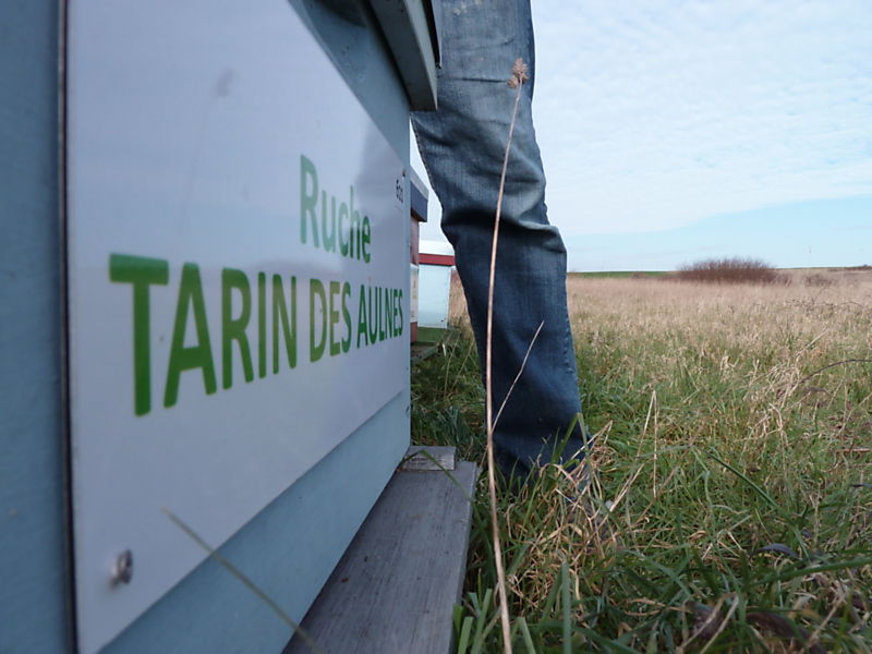 La ruche Tarin des aulnes