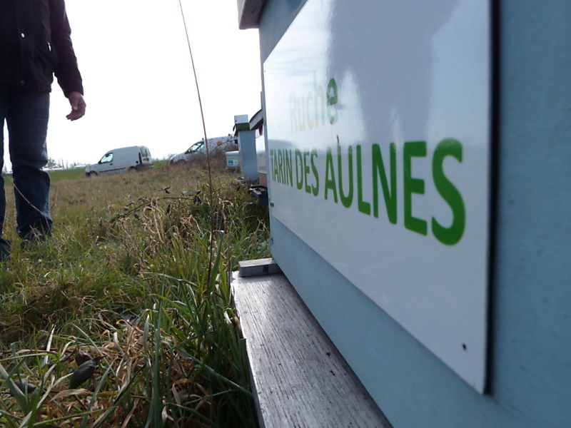 La ruche Tarin des aulnes