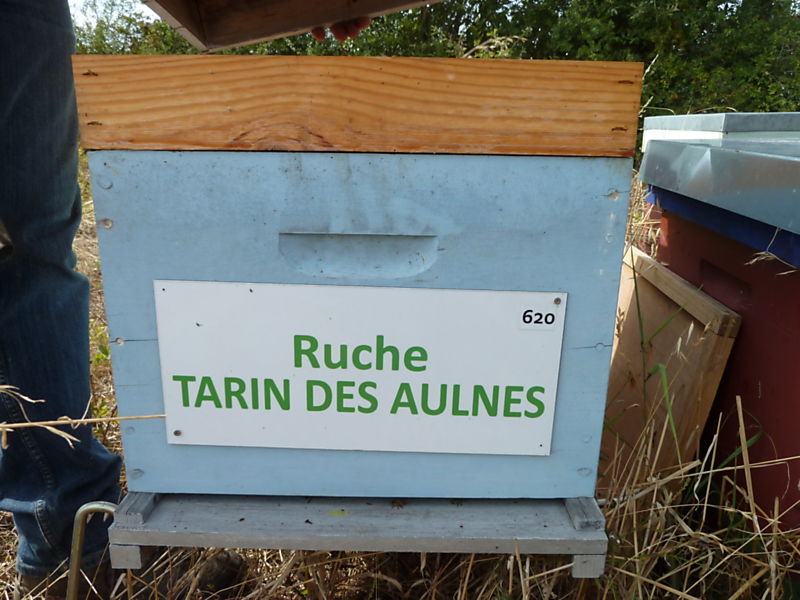 La ruche Tarin des aulnes