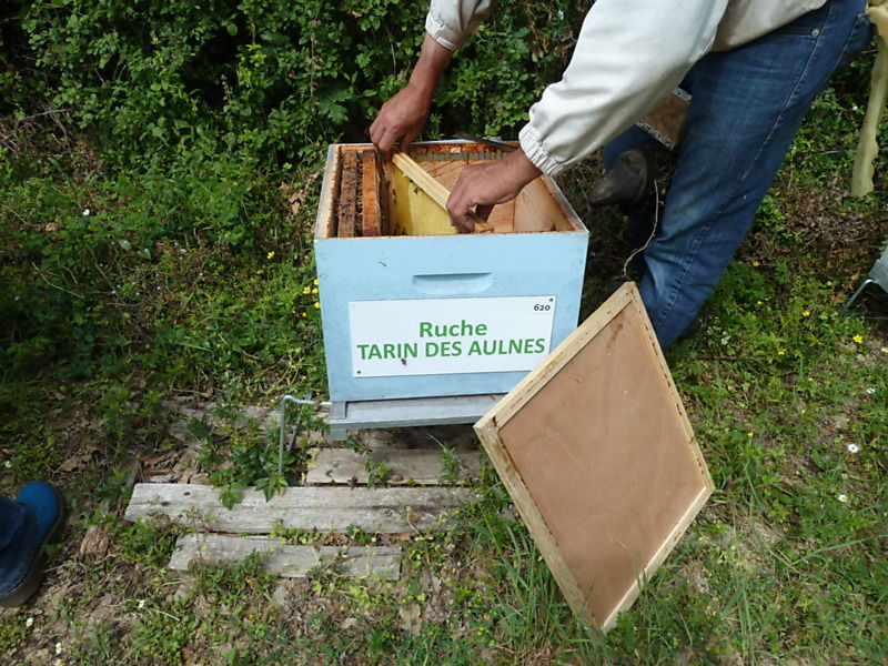 La ruche Tarin des aulnes