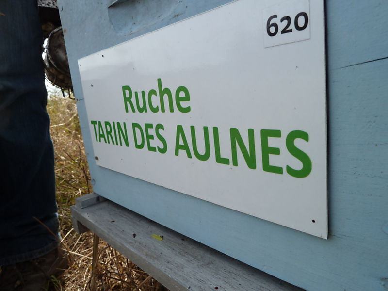 La ruche Tarin des aulnes