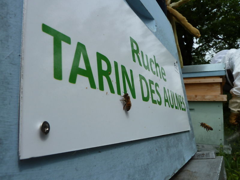 La ruche Tarin des aulnes