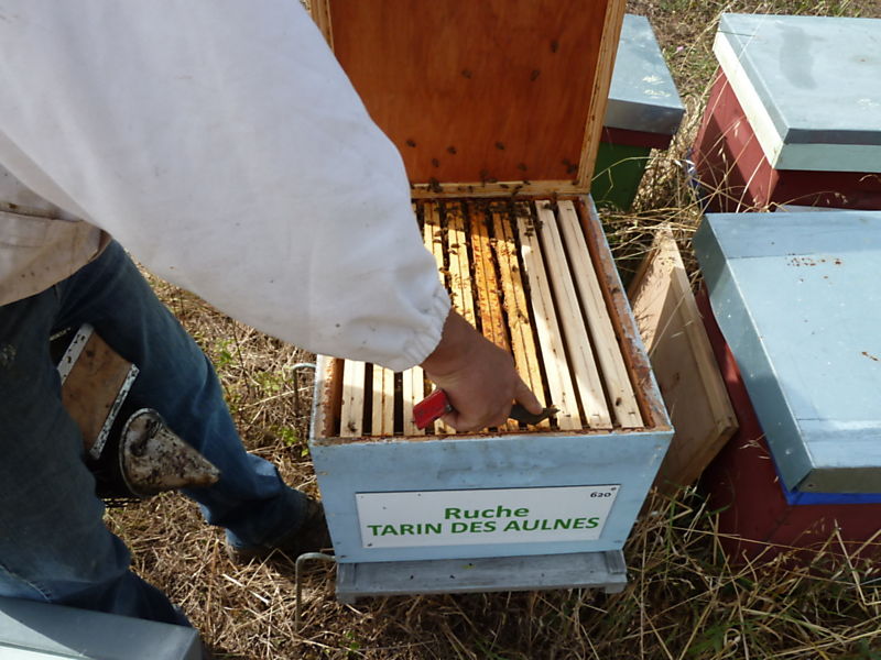 La ruche Tarin des aulnes