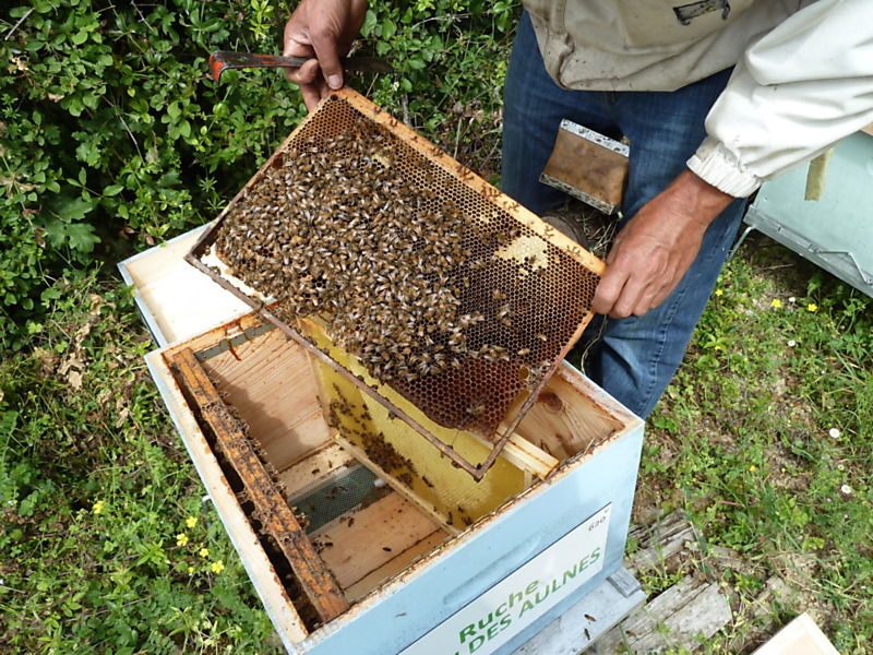 La ruche Tarin des aulnes
