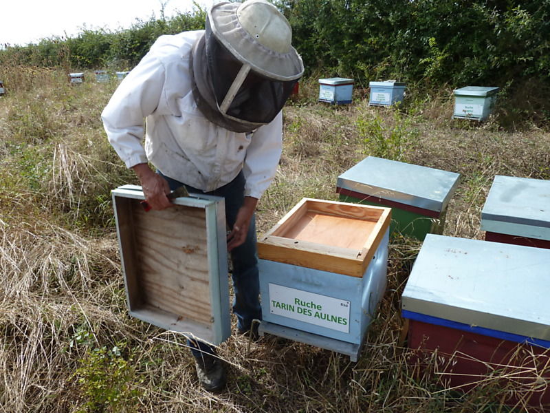 La ruche Tarin des aulnes