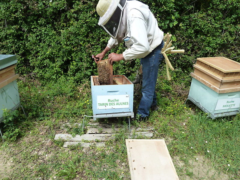 La ruche Tarin des aulnes