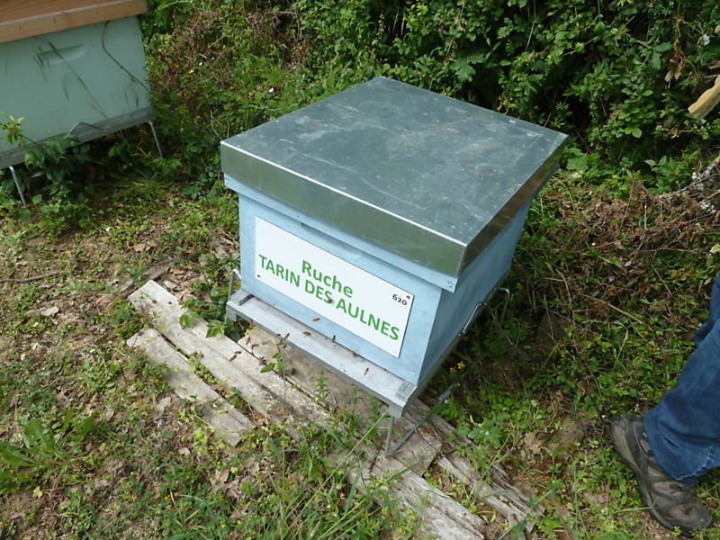 La ruche Tarin des aulnes