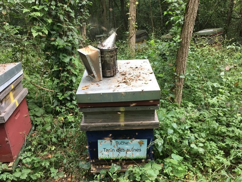 La ruche Tarin des aulnes